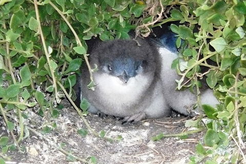 Phillip Island Tour Including Phillip Island Penguin Parade - Tourism Brisbane 7