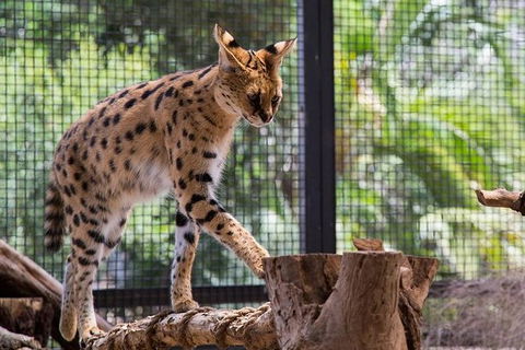 African Cat Encounter At Werribee Open Range Zoo - Brisbane Tourism 2