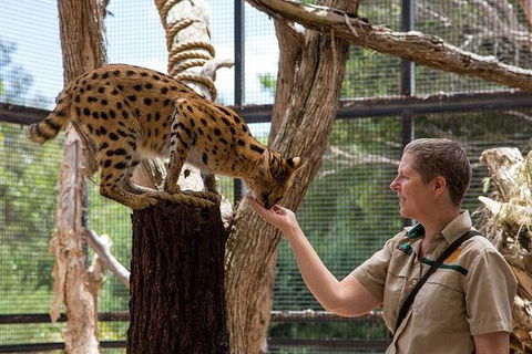 African Cat Encounter At Werribee Open Range Zoo - Brisbane Tourism 4