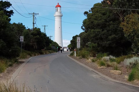 Surf Coast And Livewire Tour - Tourism Brisbane 11