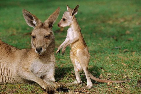 HEALESVILLE SANCTUARY ZOOBUS - MELBOURNE CITY RETURN - Brisbane 4u 0