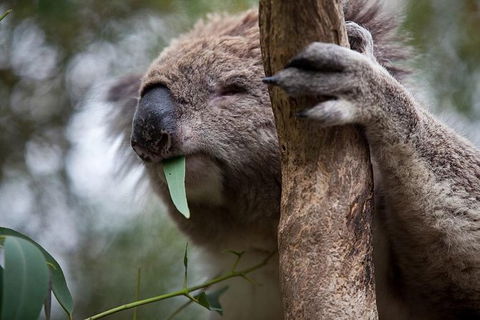 Phillip Island Koala Conservation Centre: Entry Ticket - Tourism Brisbane 0