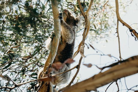 Small-Group Guided Yarra Valley Winery Tour With Wine Tasting - Tourism Brisbane 11
