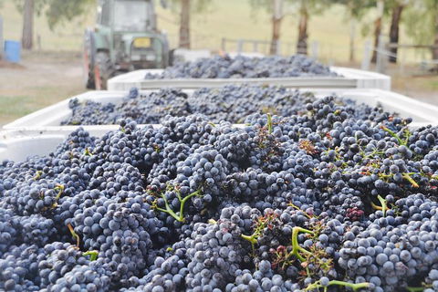 Luxury Chauffeured Yarra Valley Wine Tour With Lunch - For 2 - Brisbane Tourism 6