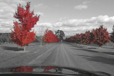 Luxury Chauffeured Yarra Valley Wine Tour With Lunch - For 2 - Brisbane Tourism 7