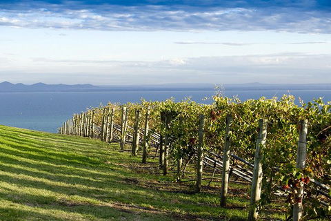 Around The Bay Food And Wine Taste Trail - Tourism Brisbane 5