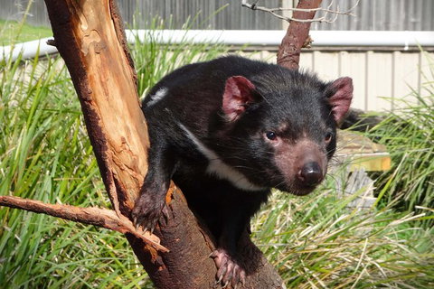 Tasmania 6 Day \'Tour In Circle\' - Brisbane Tourism 1