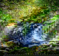 Day Tour in Mt. Field Mt. Wellington Bonorong Wildlife Sanctuary and Richmond - Tourism Brisbane