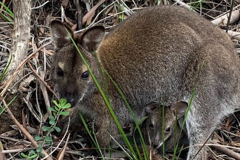 Wineglass Bay And Freycinet National Park Active Day Trip From Hobart - Tourism Brisbane 32