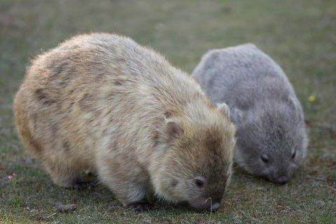 Maria Island Active Day Trip From Hobart - Tourism Brisbane 8