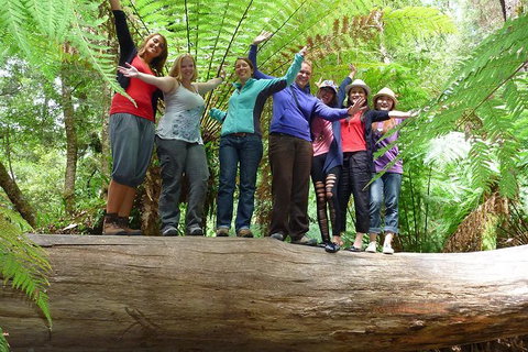 Mt Field National Park Active Day-Trip Including Bonorong And Mt Wellington - Brisbane Tourism 4