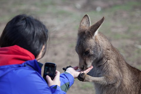 Mt Field National Park Active Day-Trip Including Bonorong And Mt Wellington - Brisbane Tourism 14