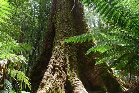 Mt Field National Park Active Day-Trip Including Bonorong And Mt Wellington - Brisbane Tourism 11