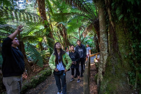 Mt Field National Park Active Day-Trip Including Bonorong And Mt Wellington - Brisbane Tourism 5