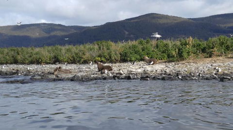 Fresh From The Ocean: Tasmanian Seafood Gourmet Full-Day Cruise Including Lunch - Tourism Brisbane 11