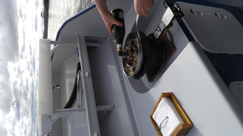 Fresh From The Ocean: Tasmanian Seafood Gourmet Full-Day Cruise Including Lunch - Tourism Brisbane 9