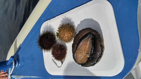 Fresh From The Ocean: Tasmanian Seafood Gourmet Full-Day Cruise Including Lunch - Tourism Brisbane 6