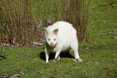Small-Group Day Trip From Hobart To Bruny Island - Tourism Brisbane 7