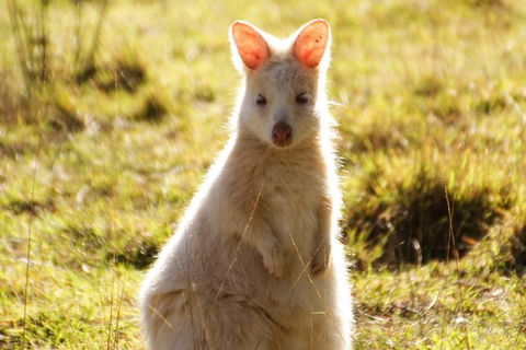 Small-Group Day Trip From Hobart To Bruny Island - Tourism Brisbane 2