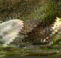 Bruny Island premium private photo-oriented day tour from Hobart - Tourism Brisbane