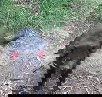 Private Bonorong Wildlife Sanctuary and Richmond 5 Hour Trip from Hobart - Tourism Brisbane