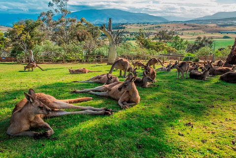 Five Of Hobart's Best In One Day - Brisbane Tourism 1