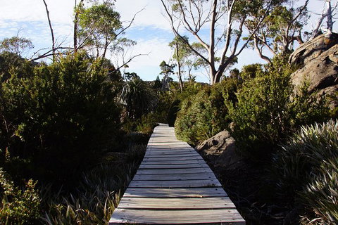 Mount Field National Park - Tarn Shelf & Russell Falls - Guided Hiking Tour - Brisbane Tourism 5