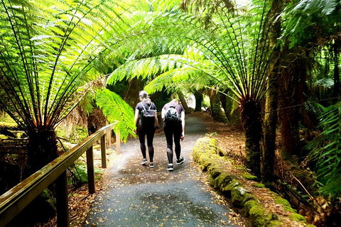 Mount Field National Park - Tarn Shelf & Russell Falls - Guided Hiking Tour - Brisbane Tourism 7