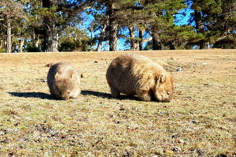 2-Day: Hiking Tour: Maria Island & Mount Field - Brisbane Tourism 3