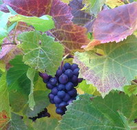 Wine at the weekend Tour from Hobart - Brisbane Tourism