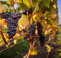 Half Day Tamar Valley Wine Tour - Brisbane Tourism