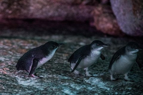 4-Day Tasmania East Coast Adventure From Launceston To Hobart Including Bay Of Fires, Wineglass Bay, Bruny Island And Port Arthu - Tourism Brisbane 3