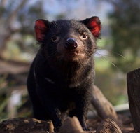 Mt. Field National Park and Bonorong Wildlife Park - Brisbane Tourism