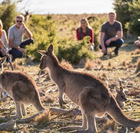 8-Day Tasman Wildlife and Wilderness Encounter Including Accommodation - Brisbane Tourism