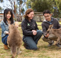 Bonorong Wildlife Park and Richmond Afternoon Tour from Hobart - Brisbane Tourism
