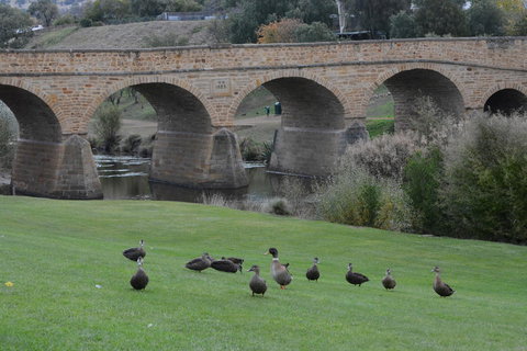 Bonorong Wildlife Park And Richmond Afternoon Tour From Hobart - Brisbane Tourism 3
