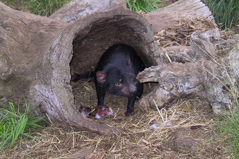 Bonorong Wildlife Park And Richmond Afternoon Tour From Hobart - Brisbane Tourism 1