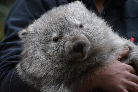 Bonorong Wildlife Park And Richmond Afternoon Tour From Hobart - Brisbane Tourism 2