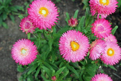 Small-group Tour From Hobart: Native Flora And Fauna, Incl. Royal Bot. Gardens - Brisbane Tourism 3