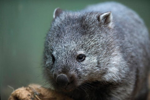 Small-group Tour From Hobart: Native Flora And Fauna, Incl. Royal Bot. Gardens - Brisbane Tourism 4