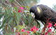 Small-group Tour From Hobart: Native Flora And Fauna, Incl. Royal Bot. Gardens - thumb 8
