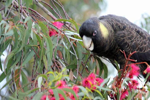 Small-group Tour From Hobart: Native Flora And Fauna, Incl. Royal Bot. Gardens - Brisbane Tourism 8