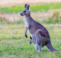 Bonorong Wildlife Park Richmond Village Hobart Highlights - Brisbane Tourism