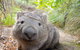 Maria Island Cruise + Walk. Renowned Day Tour With Drinks And Guided Walk - thumb 6