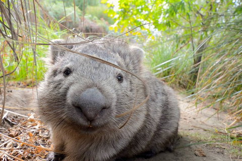 Maria Island Cruise + Walk. Renowned Day Tour With Drinks And Guided Walk - Brisbane Tourism 6