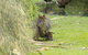 Maria Island Cruise + Walk. Renowned Day Tour With Drinks And Guided Walk - thumb 10