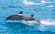 Maria Island Cruise + Walk. Renowned Day Tour With Drinks And Guided Walk - thumb 14