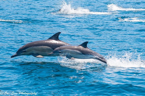 Maria Island Cruise + Walk. Renowned Day Tour With Drinks And Guided Walk - Brisbane Tourism 14