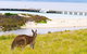 Maria Island Cruise + Walk. Renowned Day Tour With Drinks And Guided Walk - thumb 12