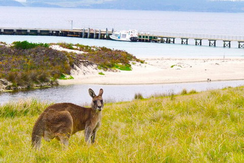 Maria Island Cruise + Walk. Renowned Day Tour With Drinks And Guided Walk - Brisbane Tourism 12
